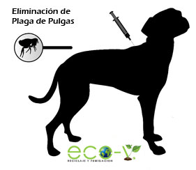 Eliminación de Plagas de Pulgas