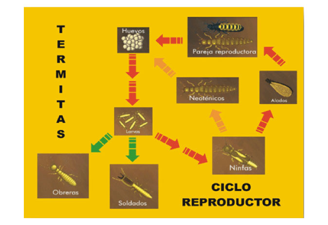 Eliminación de Plagas de Termitas